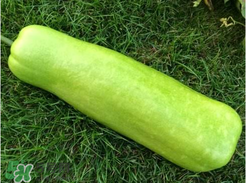 瓠子是西葫芦吗,瓠子和西葫芦的区别是什么?