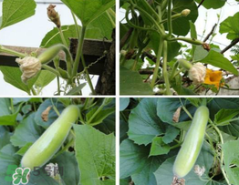 瓠子籽的功效和作用,瓠子图片