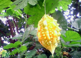 赖葡萄是苦瓜吗?,赖葡萄和苦瓜 赖葡萄是苦瓜吗?,赖葡萄和苦瓜