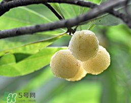 白杨梅多少钱一斤2021,白杨梅多少钱一斤2020