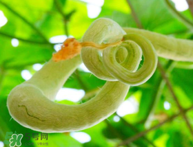 蛇瓜怎么挑选,蛇瓜有几种