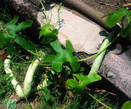 蛇瓜多少钱一斤,蛇瓜多少钱一斤?蛇瓜是哪里的特产?