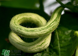 蛇瓜什么时候种植,蛇瓜什么时候种最合适