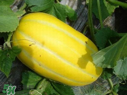 黄金瓜是热性还是凉性水果,黄金瓜是热性还是凉性的