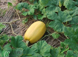 黄金瓜热量高吗,金瓜的热量 黄金瓜热量高吗,金瓜的热量