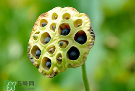 莲蓬什么时候成熟采摘,莲蓬什么时候成熟