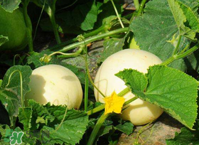 梨瓜上火吗,梨瓜上火吗功效