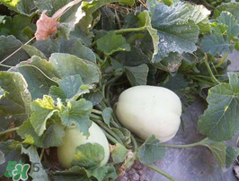 梨瓜是热性还是凉性的,梨瓜是热性还是凉性水果