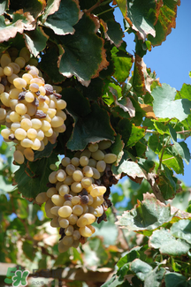 马奶葡萄有没有籽 马奶葡萄有没有籽