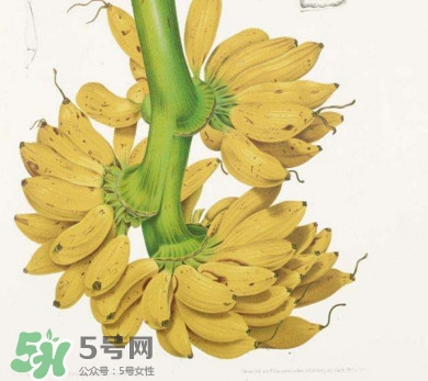 为什么芭蕉里有大黑籽,香蕉里的黑籽是什么 为什么芭蕉里有大黑籽,香蕉里的黑籽是什么