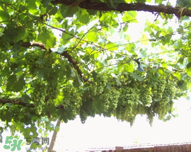 马奶葡萄皮可以吃吗,母乳可以吃葡萄吗