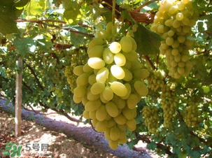 马奶葡萄干多少钱一斤,牛奶葡萄多少钱一斤 马奶葡萄干多少钱一斤,牛奶葡萄多少钱一斤