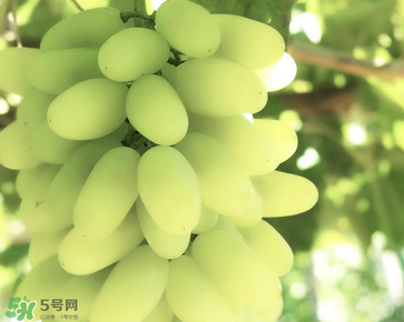 葡萄的上市时间,马奶葡萄品种介绍