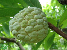 荔枝在什么时候成熟,荔枝一般在几月份成熟?