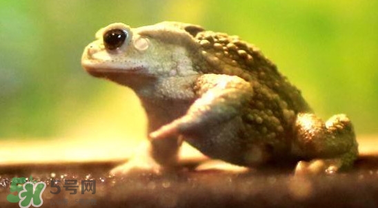 蟾蜍是害虫还是益虫?,蟾蜍是益虫吗