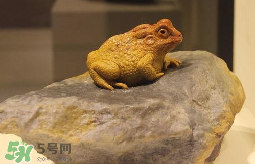 蟾蜍能活多久,蟾蜍的寿命有多长