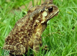 蟾蜍有什么作用,蟾蜍的药效功能作用 蟾蜍有什么作用,蟾蜍的药效功能作用