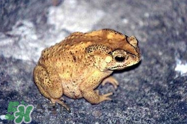 蟾蜍有毒吗人摸了会怎么样,蟾蜍有什么药效