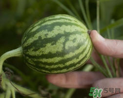 小西瓜能吃吗,小西瓜怎么吃