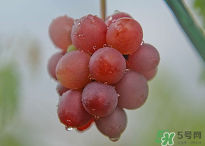 提子皮吃起来很涩怎么办,提子发涩是什么原因