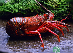 龙虾可以冷冻保存吗,龙虾可以放冰箱冷冻吗