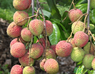 吃荔枝流鼻血是什么原因