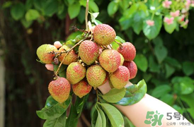 吃荔枝会流鼻血吗,荔枝吃多了会流鼻血吗