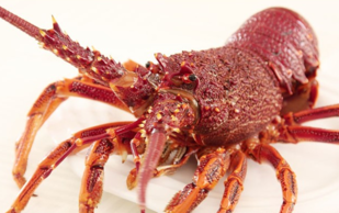 一只澳洲龙虾大概多少斤,澳洲龙虾有多重 一只澳洲龙虾大概多少斤,澳洲龙虾有多重