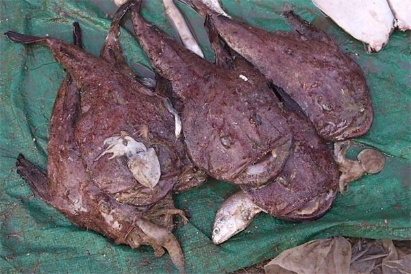 安康鱼怎么做好吃(安康鱼怎么做好吃视频) 安康鱼怎么做好吃(安康鱼怎么做好吃视频)