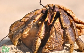 椰子蟹是保护动物吗?,椰子蟹是保护动物吗可以吃嘛