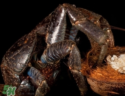 椰子蟹多少钱一斤,椰子蟹多少钱一斤2020