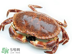 活面包蟹怎么保存过夜,活面包蟹怎么保存两天