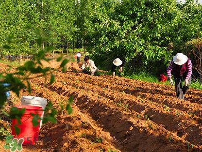 几月种地瓜,地瓜什么时候种植