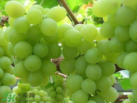 青提什么时候成熟,青提什么时候成熟上市