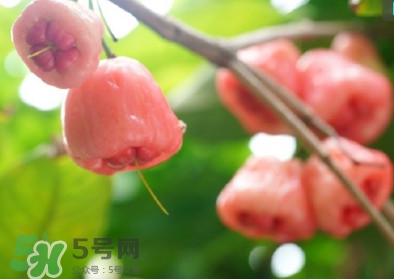 莲雾什么季节吃最好吃,莲雾几月份吃最好