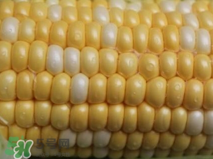 水果玉米孕妇能吃吗,孕中期可以吃水果玉米吗