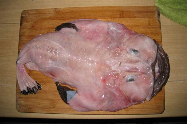 吃安康鱼有什么好处(吃安康鱼有什么好处)