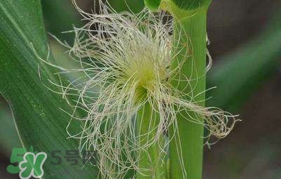 玉米须降糖的方法,玉米须怎么喝降血糖 玉米须降糖的方法,玉米须怎么喝降血糖