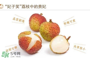 贵妃荔枝是哪里的,贵妃吃的荔枝产自何处