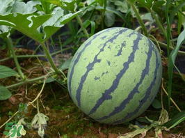 麒麟瓜多少钱一斤市场价,麒麟瓜多少钱一斤