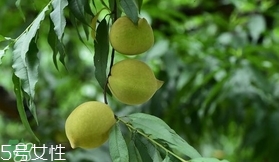 鹰嘴桃几月份成熟百度百科,鹰嘴桃几月份成熟1800海拔能种吗?