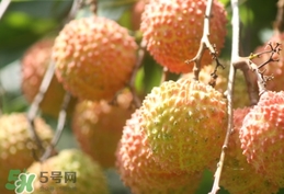 桂味荔枝和妃子笑哪个好吃?桂味荔枝和妃子笑区别,桂味荔枝和妃子笑哪个好吃?