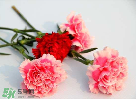 父亲节可以送康乃馨吗?,为什么母亲节要送康乃馨