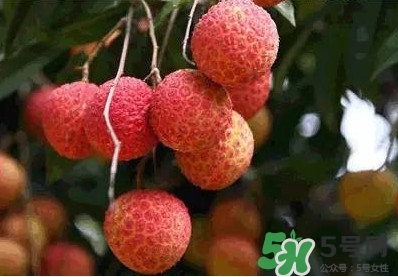 桂糯香荔枝多少钱一斤,糯米糍粑多少钱一斤