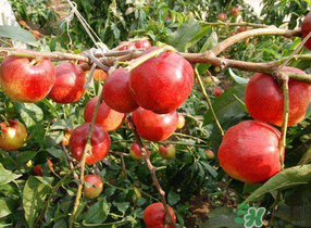 油桃和西红柿能一起吃吗?,西红柿可以和核桃油一起吃吗