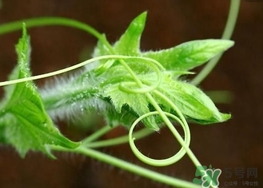 绒毛皮怎么清洗,皮毛剥下来怎么处理