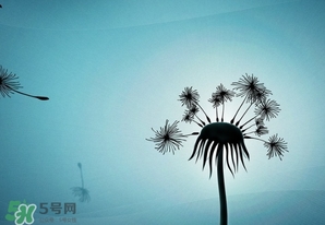 蒲公英开花后还能吃吗?,蒲公英的花可以吃吗