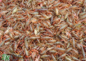 龙虾苗多少钱一斤,龙虾苗多少钱一斤2014