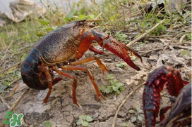 潜江小龙虾特色介绍,潜江小龙虾哪里最有名