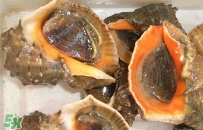 海螺是发物吗吃了发吗,海螺是发物吗